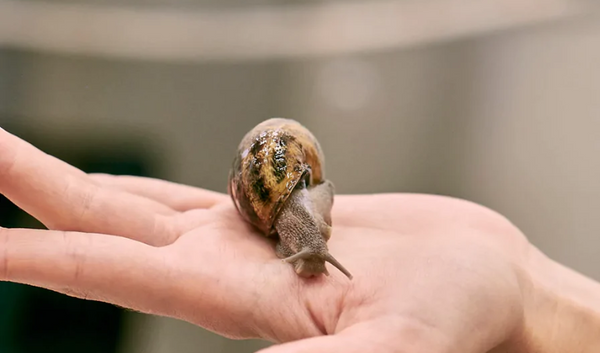 What is Snail Mucin?