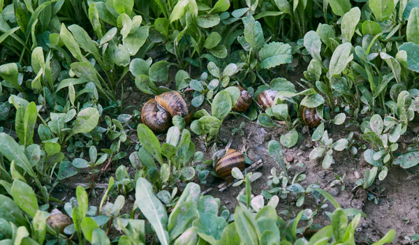 All about Snails: with the Cherasco System, the future is a Helicoidal Economy!